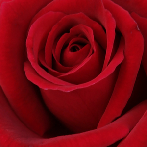 Интернет-Магазин Растений - Poзa Эйвон - красная - Чайно-гибридные розы - роза с интенсивным запахом - Деннисон Харлоу Морей - Красный цветок с диаметром 10 см, состоящий приблизительно из 20 лепестков, имеет приятный запах.